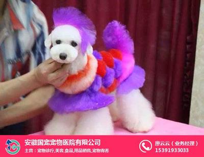 合肥宠物美容与宠物用品销售服务全解析