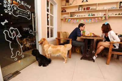 2019营销圈新兴经济体系 宠物用品销售是昙花一现还是未来趋势？