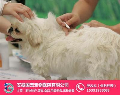 宠物健康与全面关怀 诊疗与用品销售的双重保障