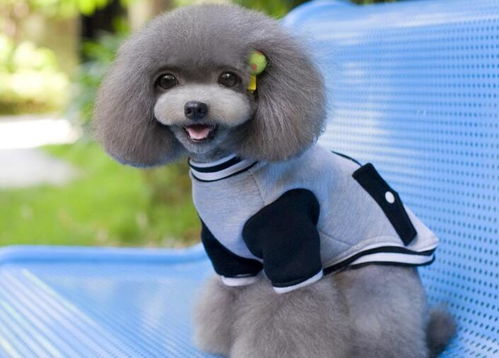 从宠物保姆到创业女王 一位90后姑娘的宠物用品百万之路