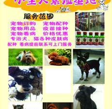 国内宠物猫养殖基地与上海宠物繁殖基地及用品销售全指南