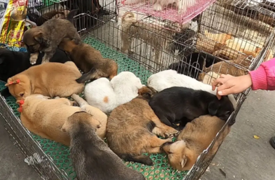 无锡宠物市场与宠物用品销售指南