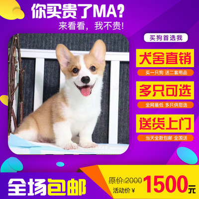 精品柯基犬与宠物用品一站式销售指南