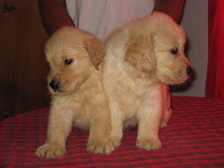 宠物用品交易市场的现状与发展趋势