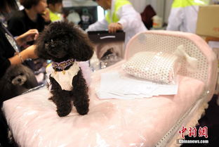 2014香港宠物节盛大开幕 宠物用品市场火热，一张宠物床售价高达1500港元
