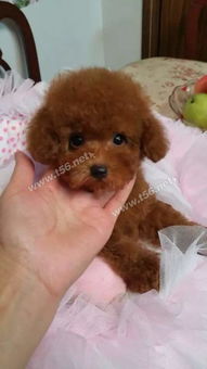 家养泰迪宝宝与宠物用品交易指南