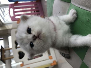 让爱延续 用心繁育，为英短猫咪寻找温暖新家